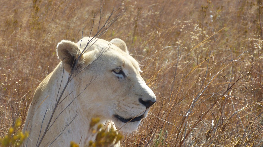 Rhino & Lion – Nature Reserve