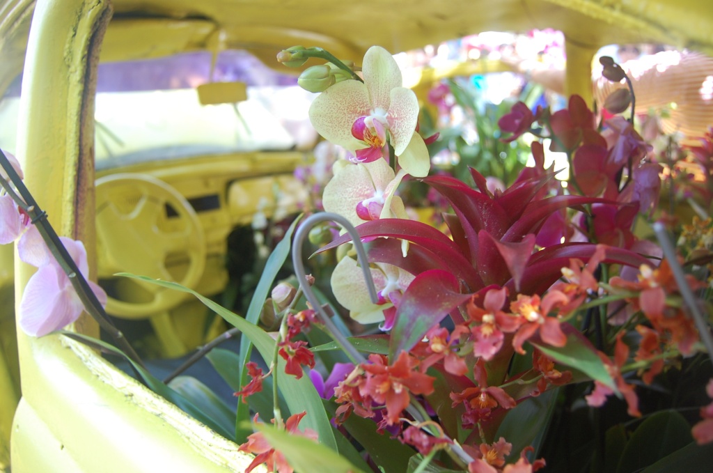 Por dentro da Expoflora, a tradicional festa das flores em Holambra