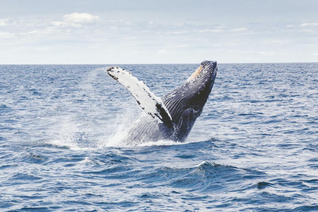 Onde ver baleia no Brasil?
