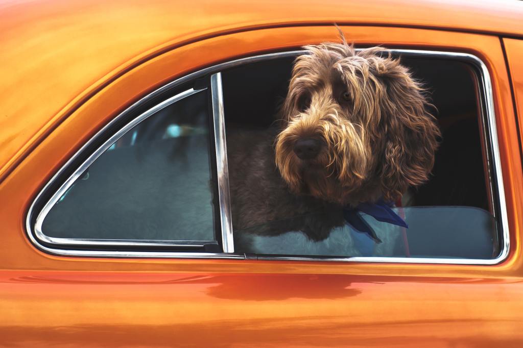 12 dicas para viajar de carro com o seu cachorro