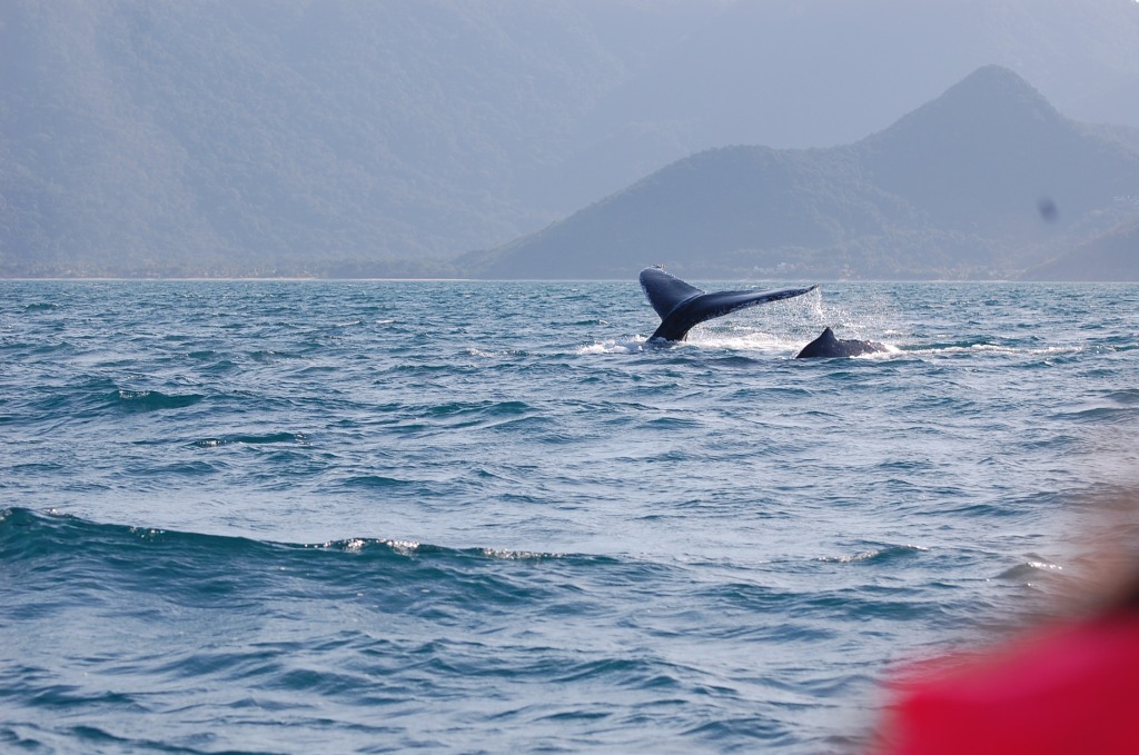 Como é um passeio de observação de baleias-jubarte em Ilhabela (SP)?