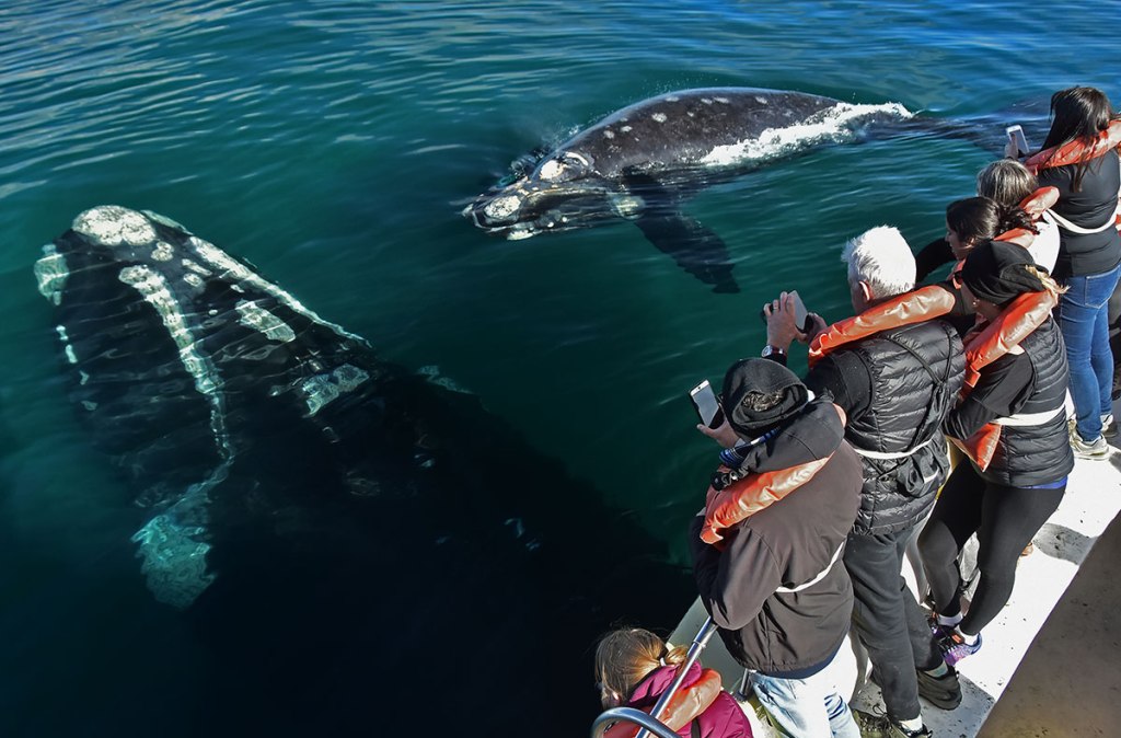 Vale a pena fazer o passeio de barco para avistar baleias na Península Valdés?